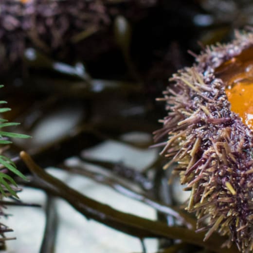 Les 10 meilleurs restaurants de Poissons et fruits de mer à Lausanne